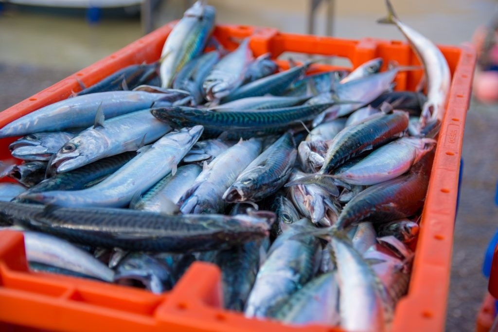 A red plastic crate filled with fresh fish, mostly mackerels.