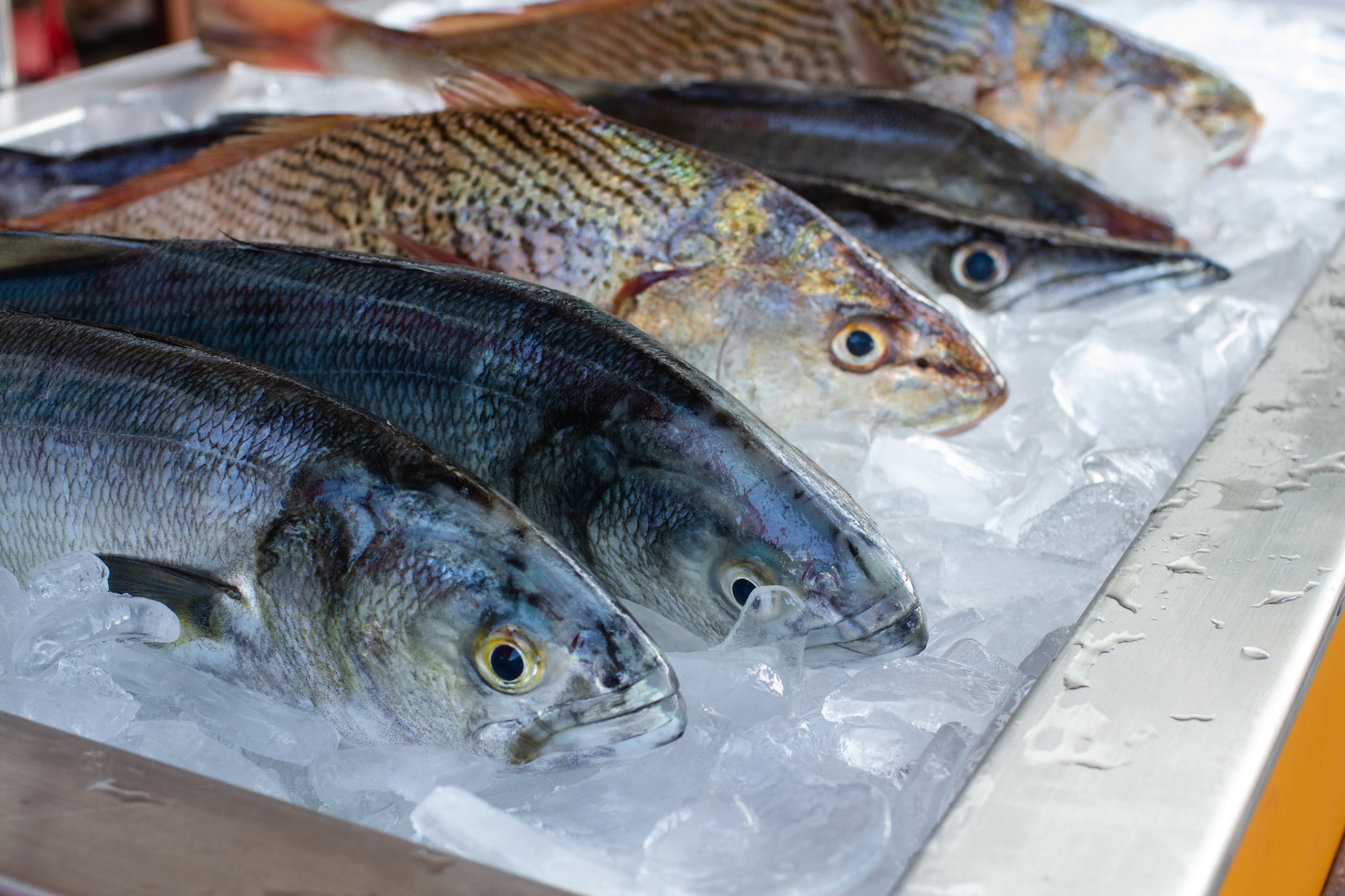 Fresh fish on ice at a market display.