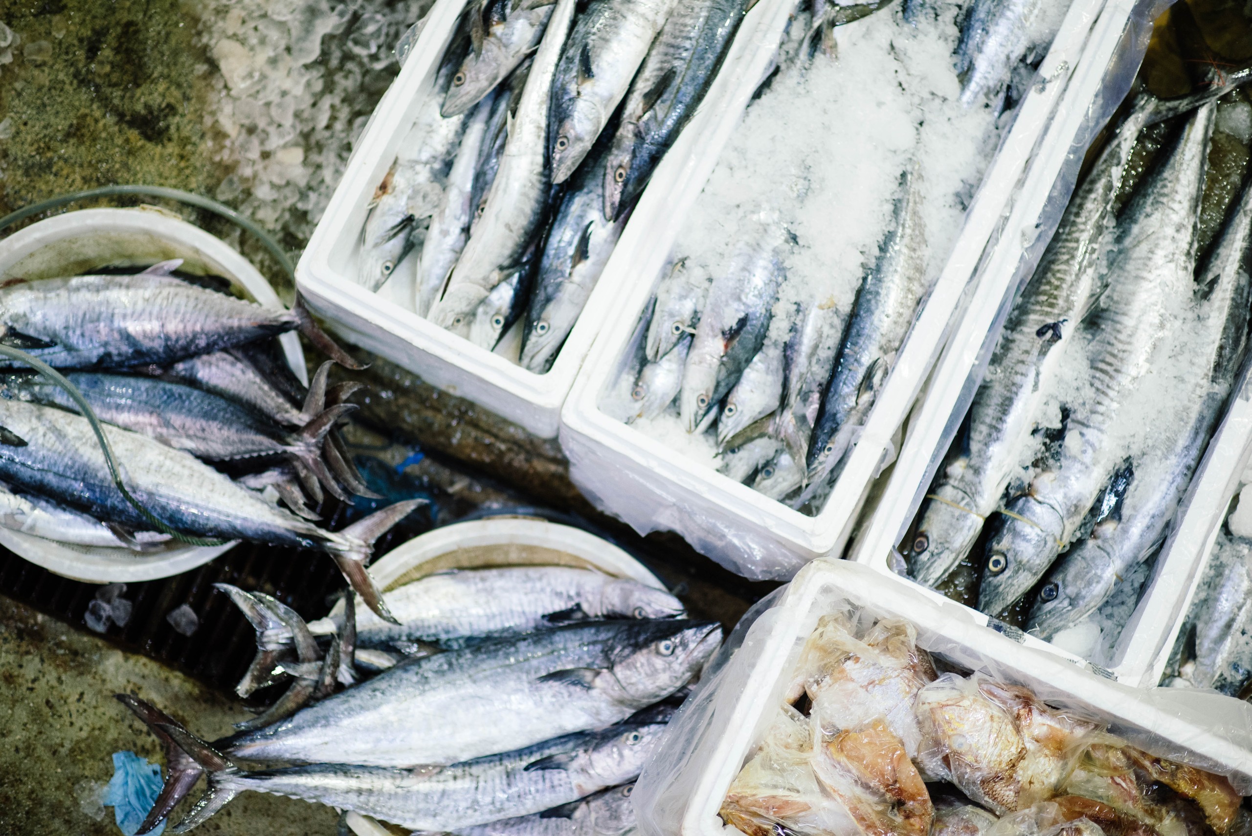 Various fish displayed on ice in white containers at a market.
