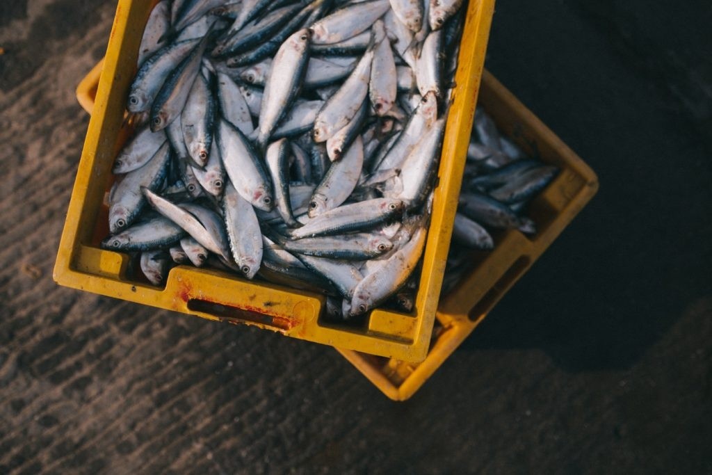 Yellow crates filled with silver fish on the ground.